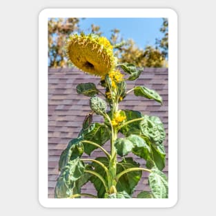 Giant Towering Sunflower by Debra Martz Sticker